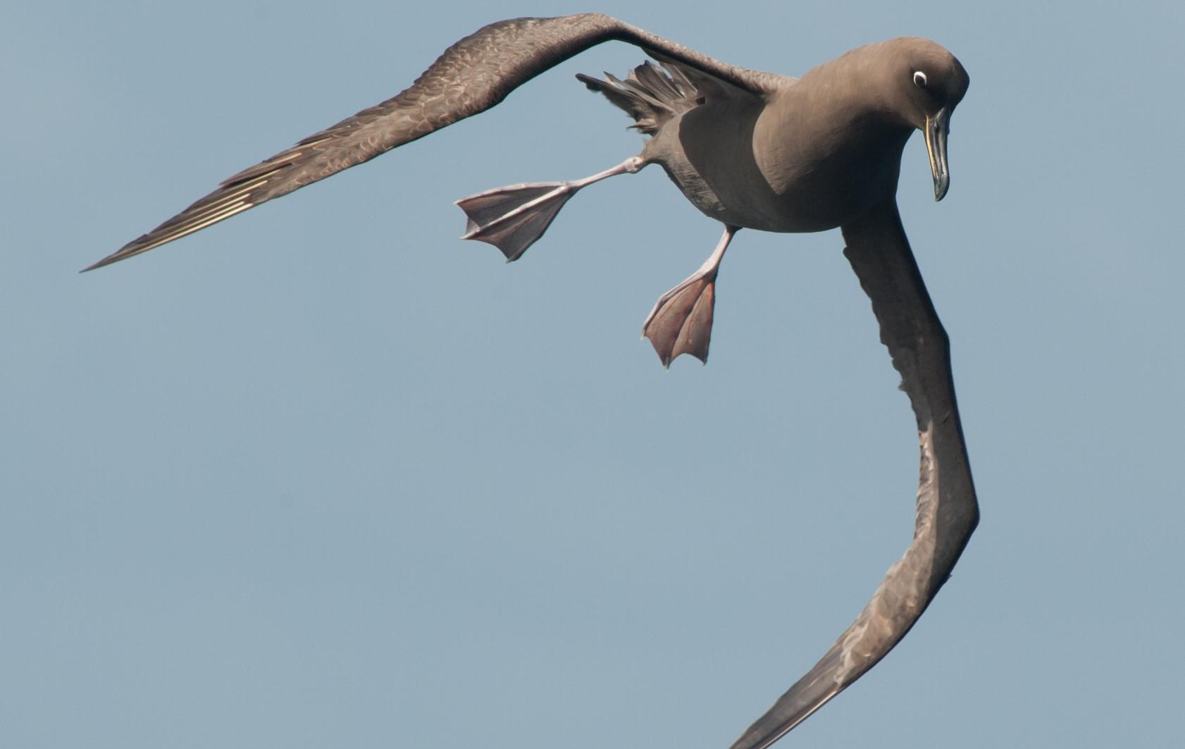 Arktis Tours - Kaiserpinguine im Weddellmeer - Albatros über der Drake Passage