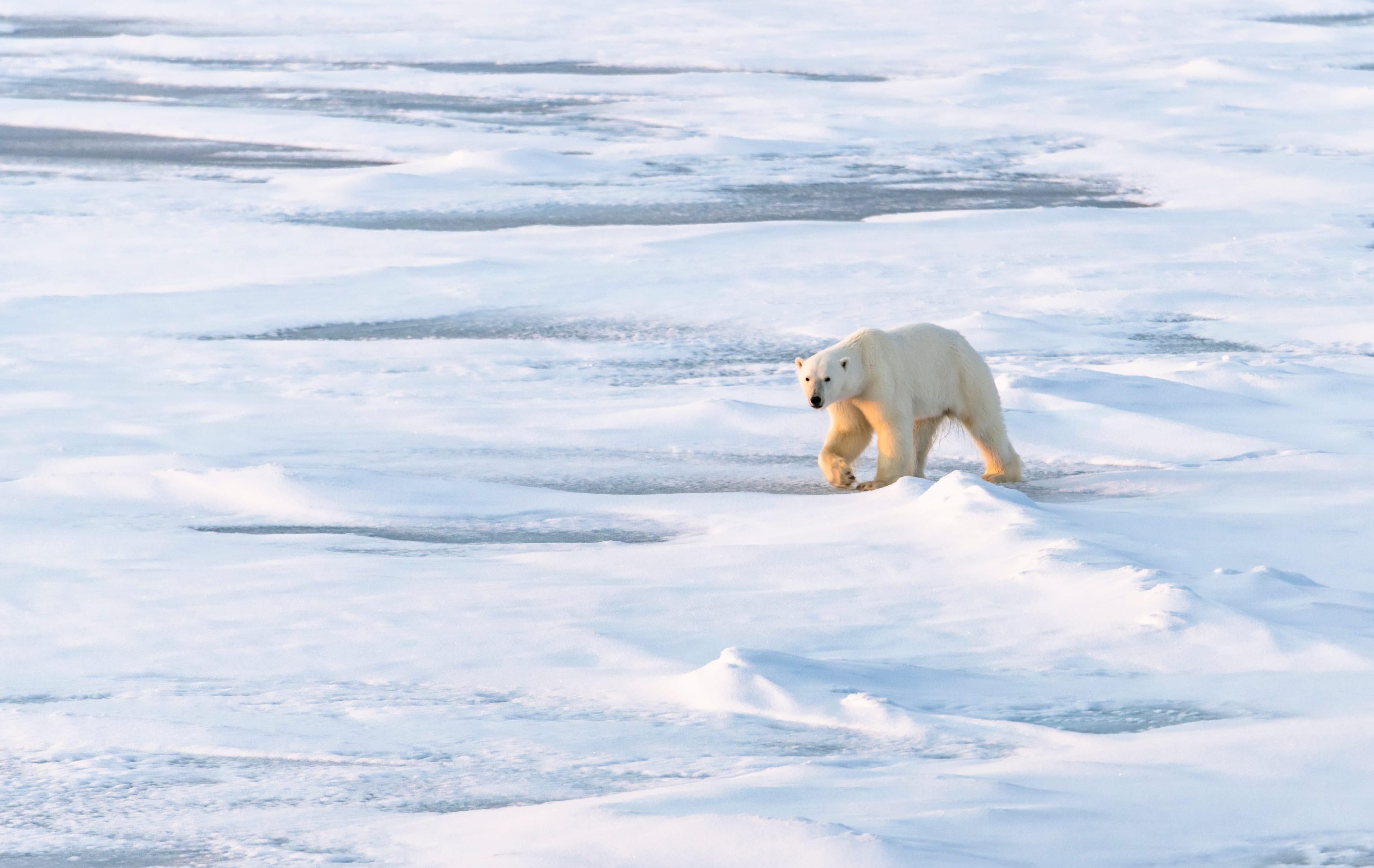 90° Nord – Expedition zum geografischen Nordpol - Eisbär im Packeis