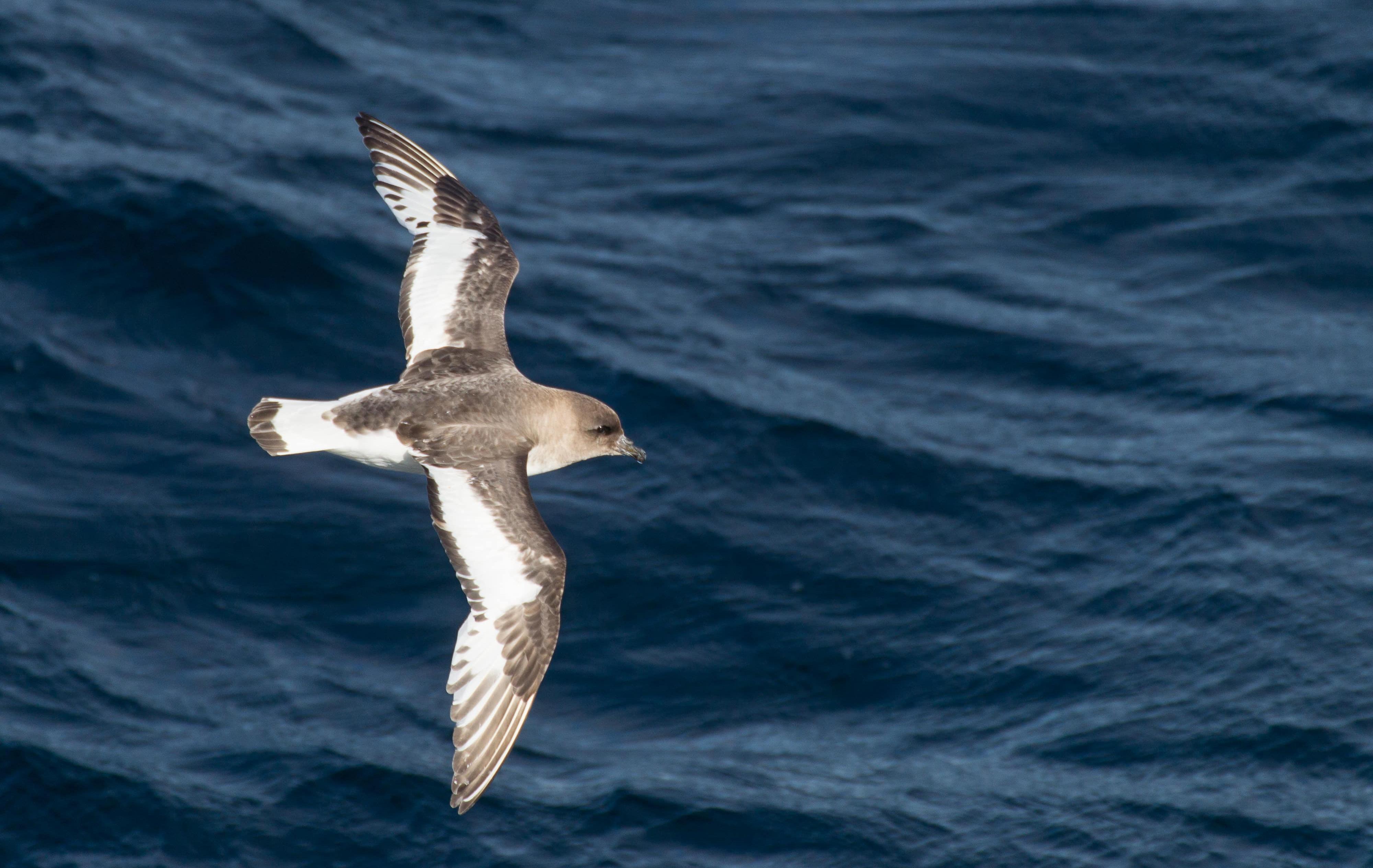 Arktis Tours Antarktis Entdecken & Kennenlernen Expeditionskreuzfahrt Drake Passage