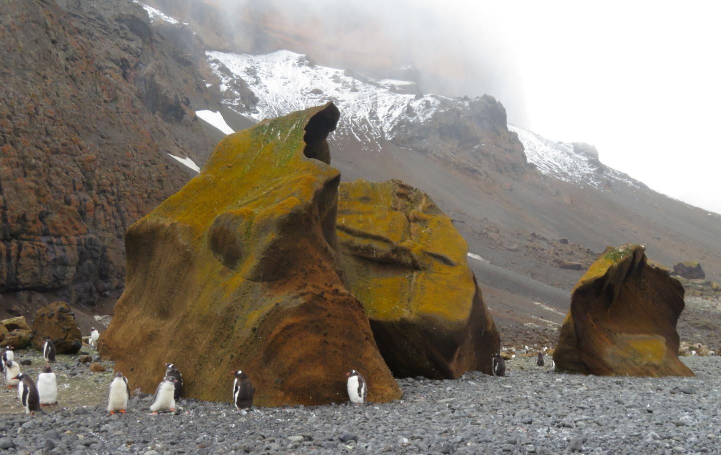 Arktis Tours - Expedition Weddellmeer & Larsen Ice Shelf - Pinguine vor moosbewachsenen Felsen