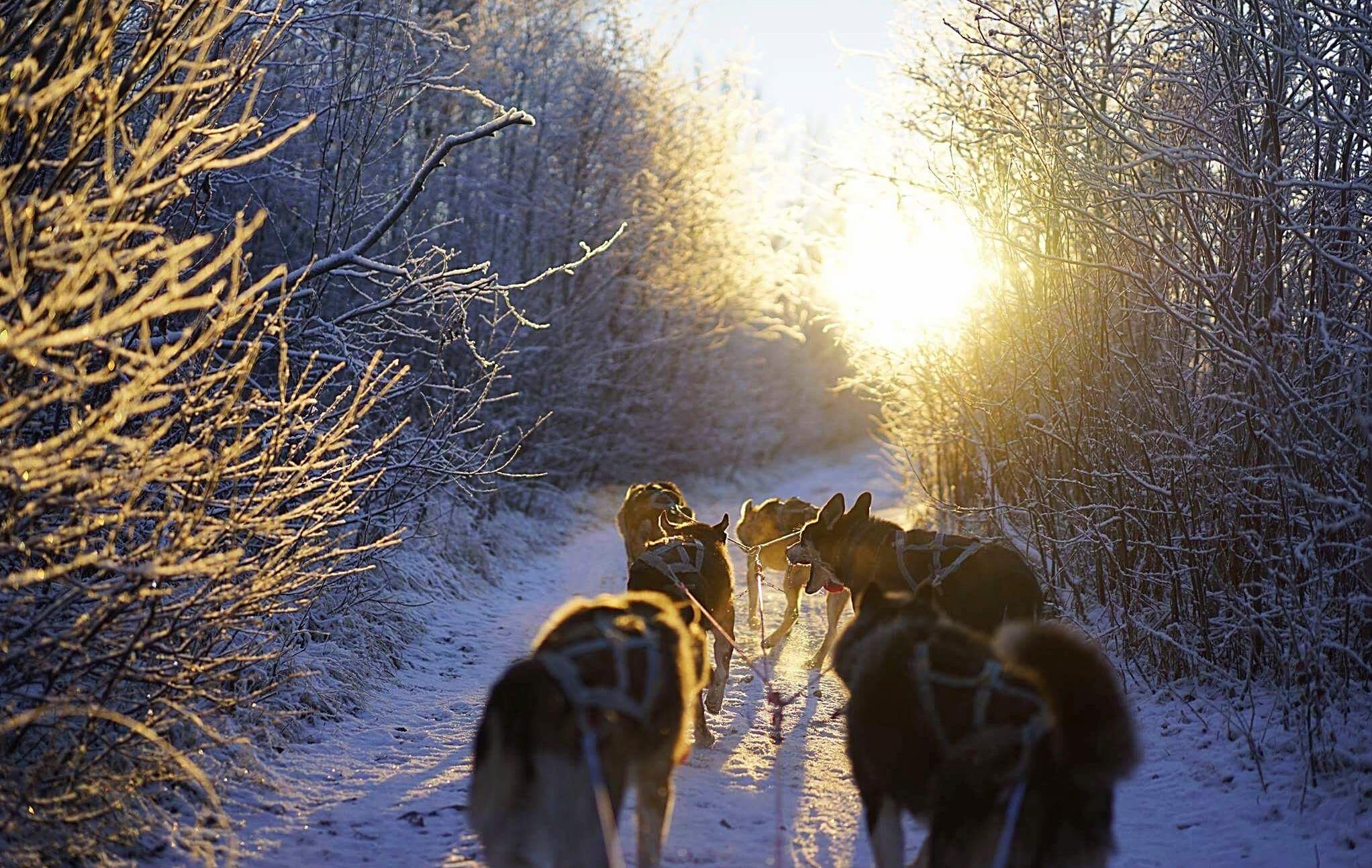 Nordnorwegen: Natur, Genuss & Polarlicht in Alta - Husky Safari