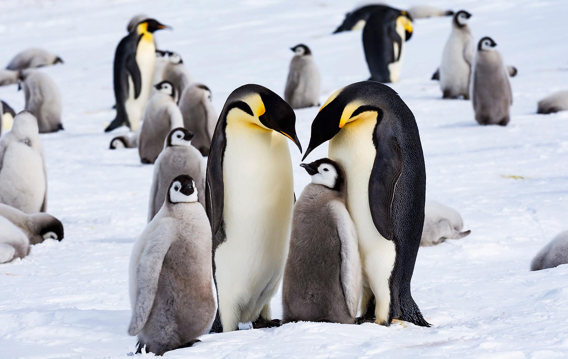 Arktis Tours - Südpol in Sicht: Antarktisreise de Luxe - Zwei erwachsene Kaiserpinguine und zwei Küken in der Antarktis