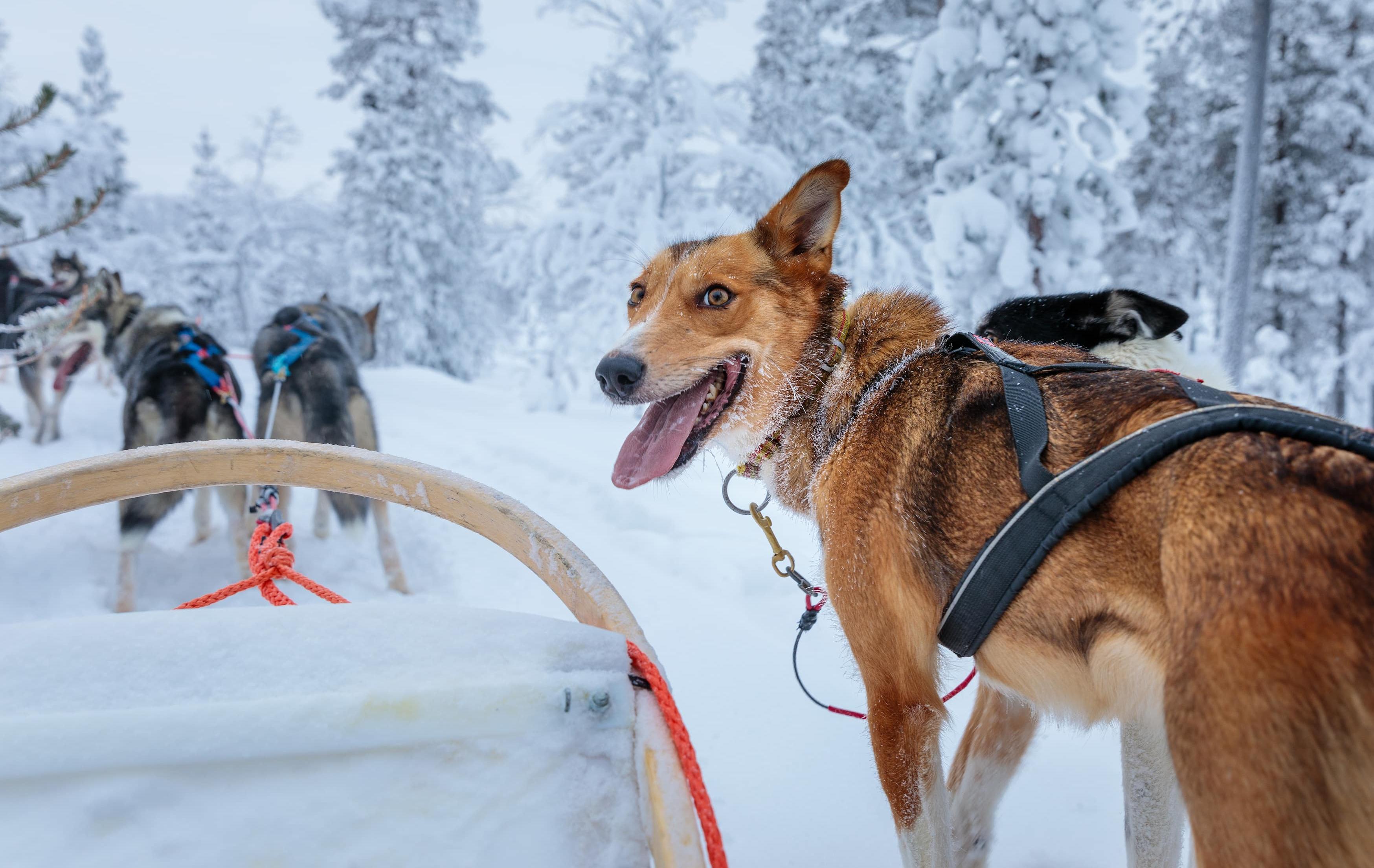 Aurora & Abenteuer am Inarisee: Winteraktivitäten pur - Husky am Schlitten