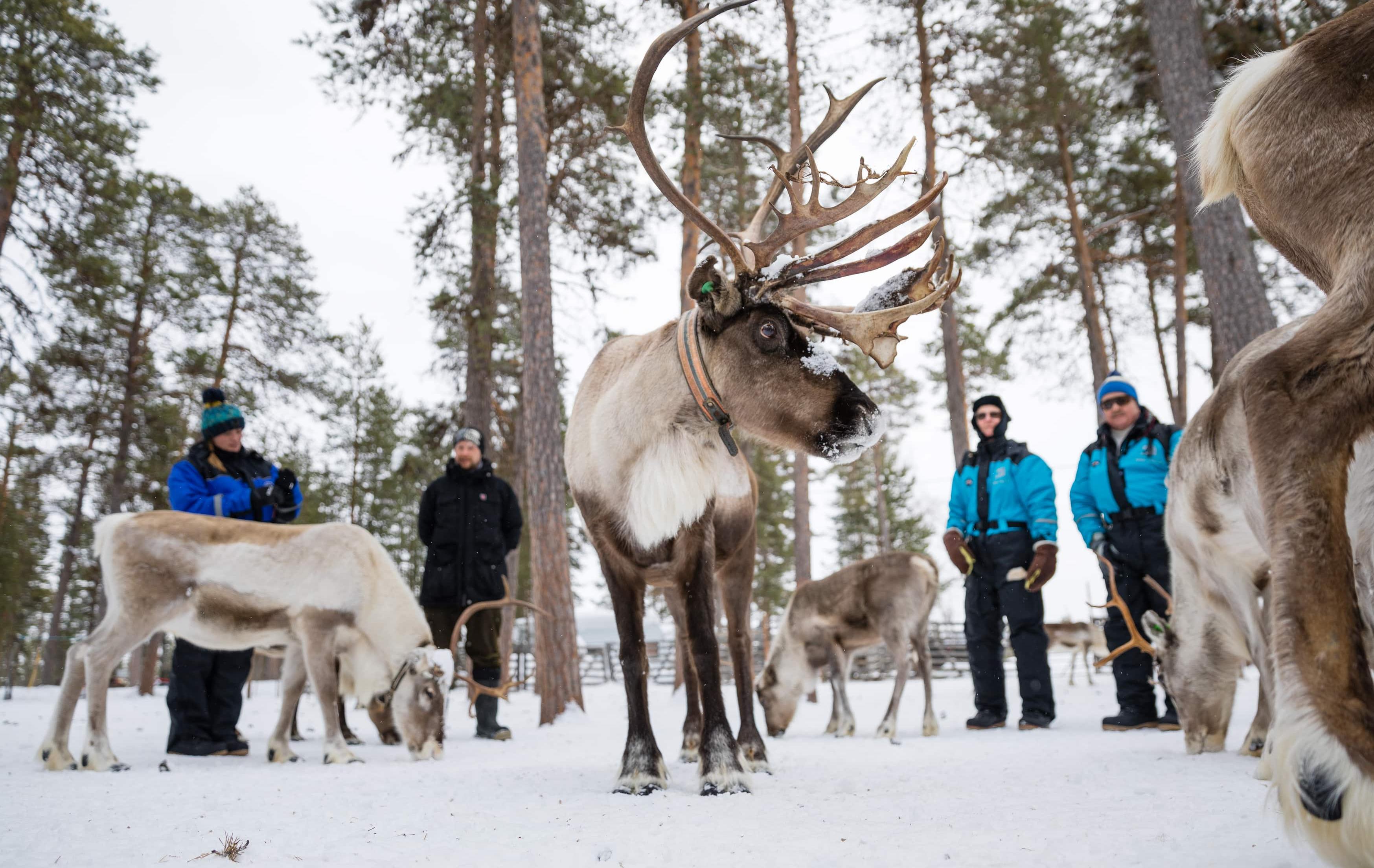 Aurora & Abenteuer am Inarisee: Winteraktivitäten pur - Rentiere