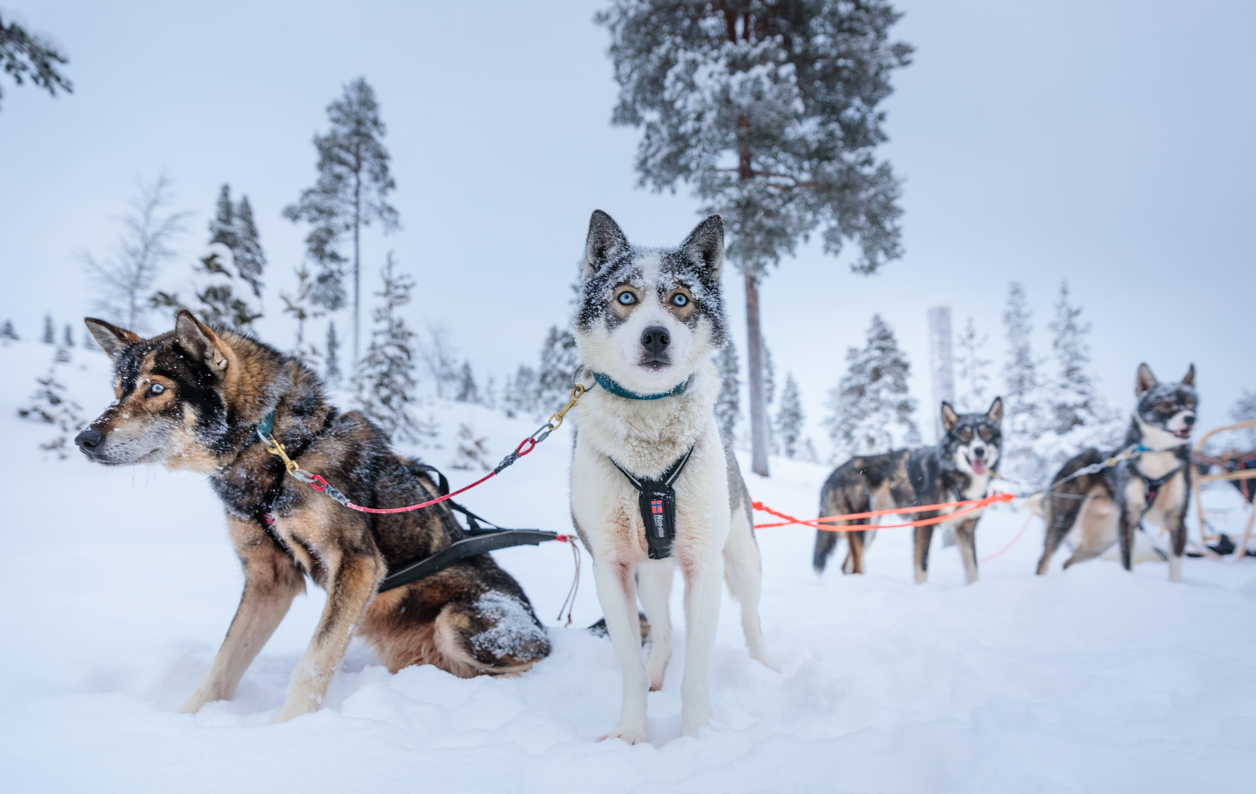 Arktis Tours Wilderness Hotel Muotka Husky Safari Schlittenhunde im Schnee