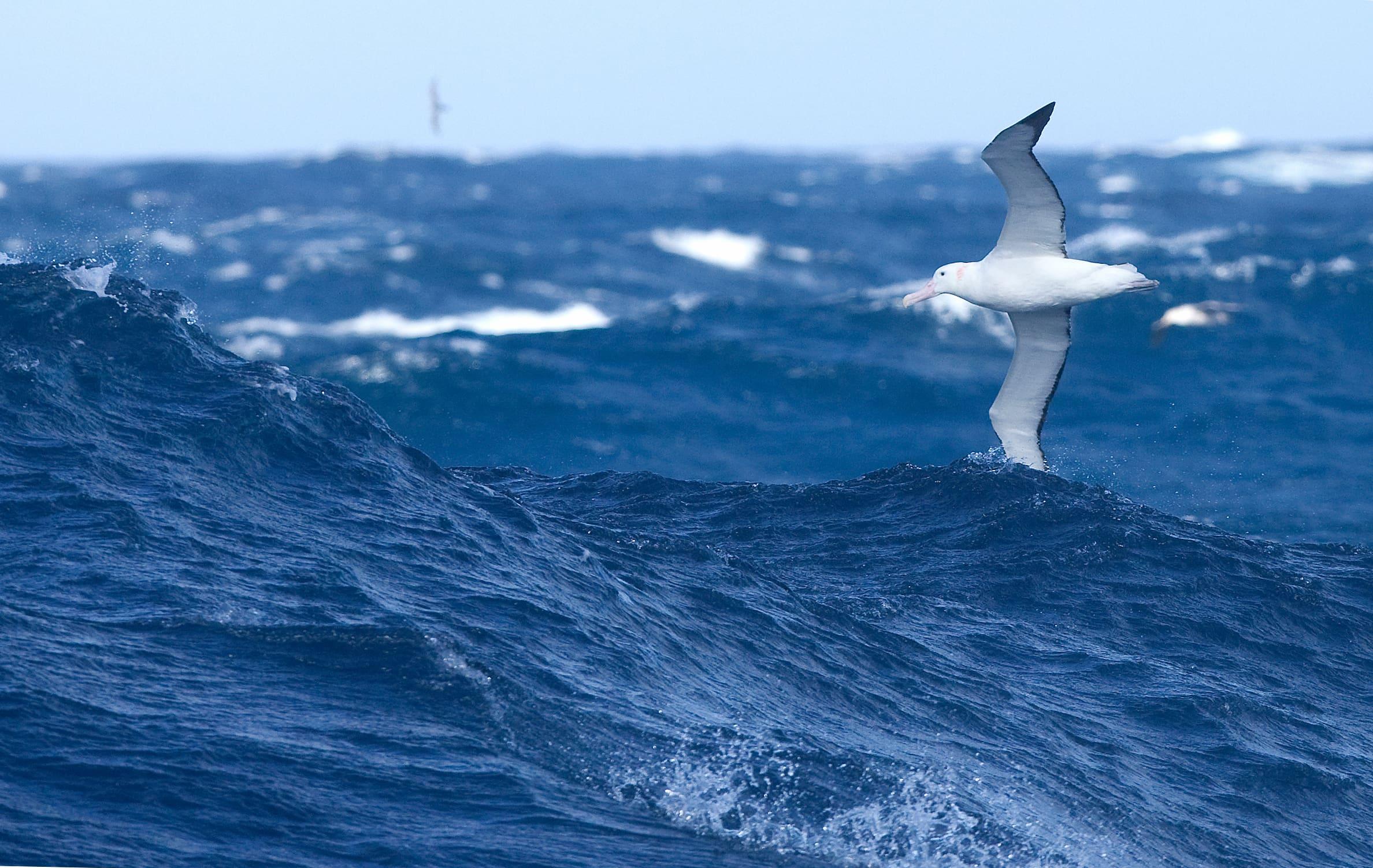 Arktis Tours Südpolarkreis & Antarktis – Expedition jenseits der Grenzen - Albatros über den Gewässern der Drake Passage