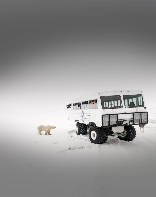 Eisbär Wagen