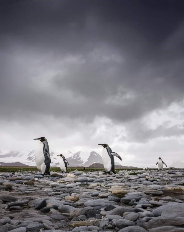 Pinguine Steine
