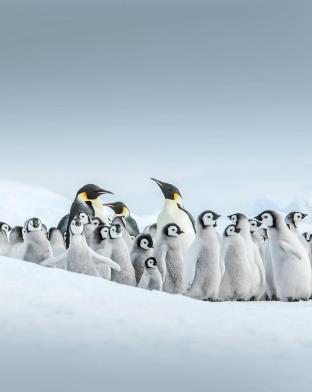 Kaiserpinguine eng zusammen